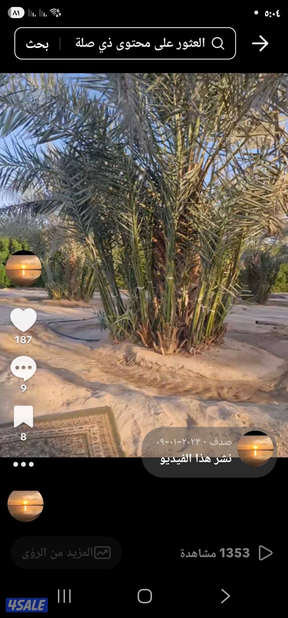 مزرعه نخل للاستثمار0