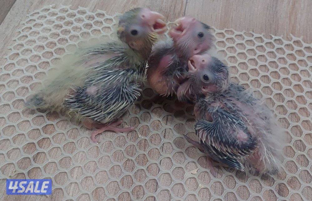 للبيع فروخ كروان وبيبي متوه0