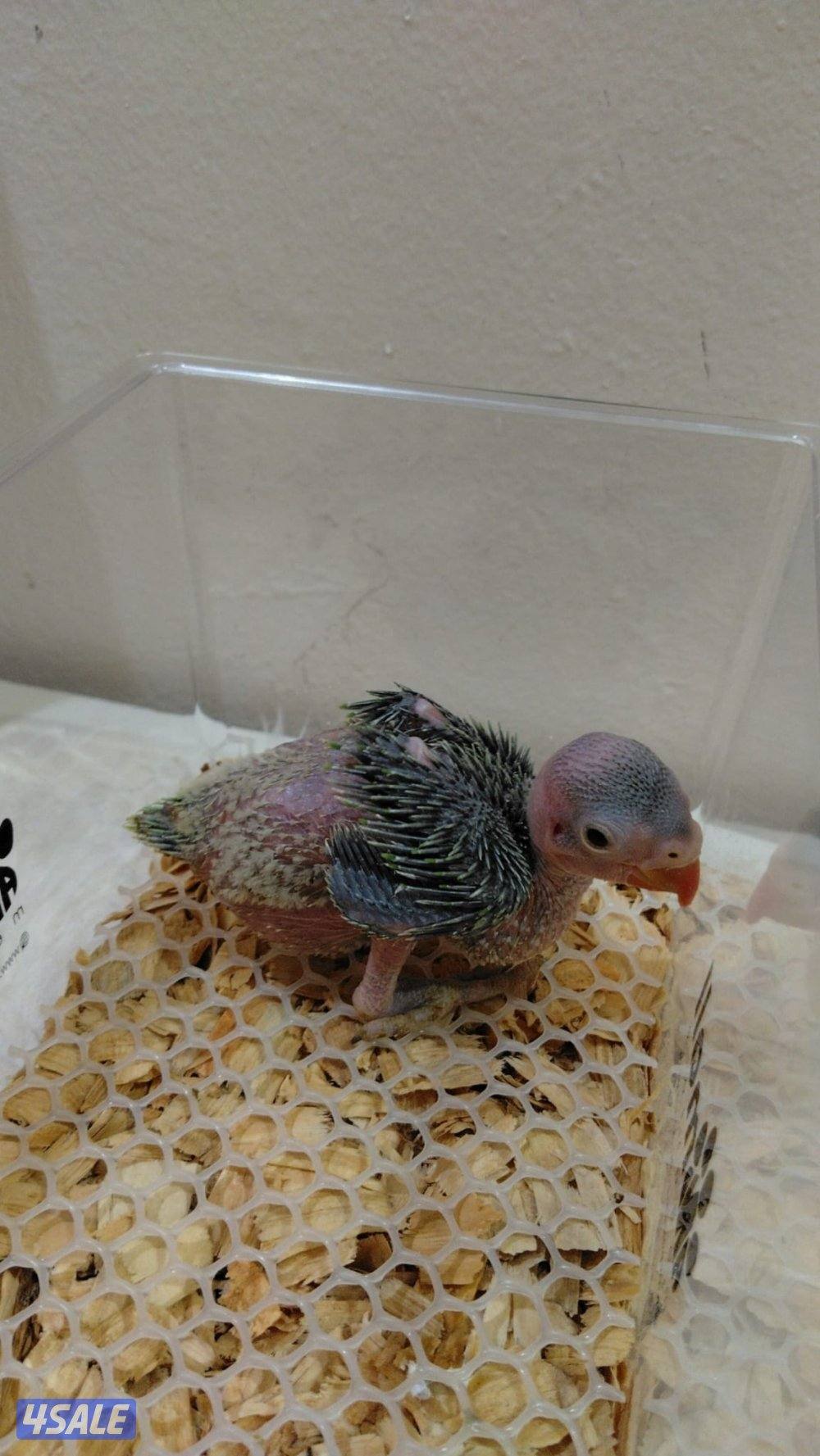 للبيع فروخ كروان وبيبي متوه1