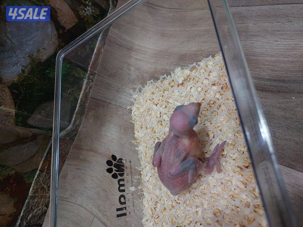 للبيع فروخ كروان وبيبي متوه2