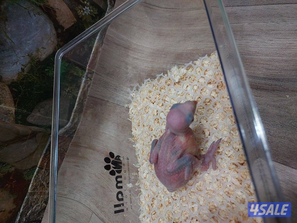 للبيع فروخ كروان وبيبي متوه3