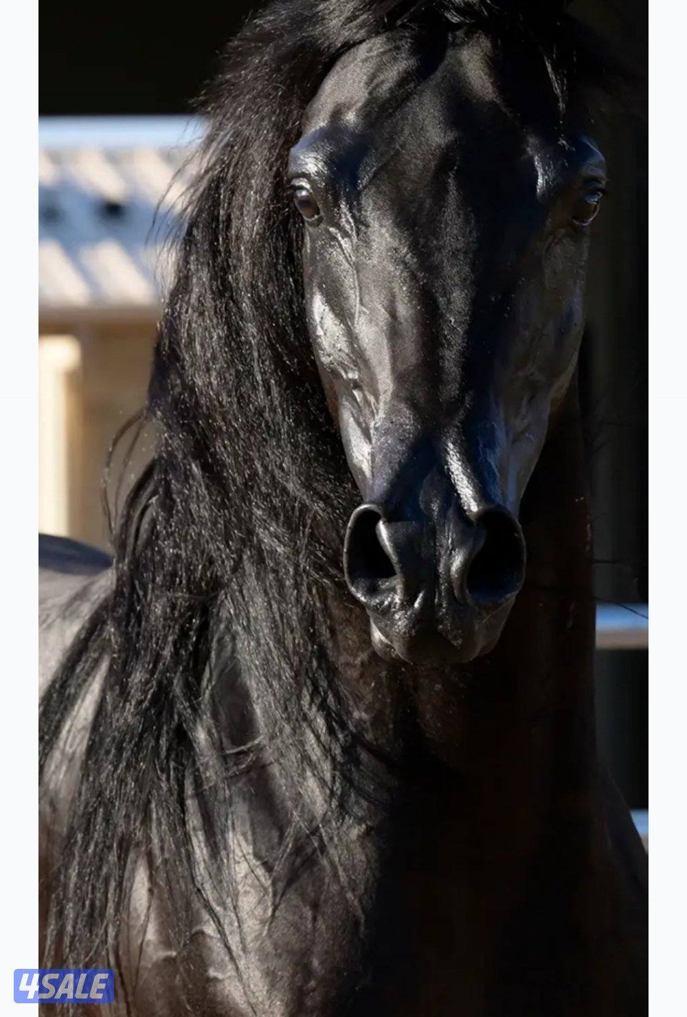 حصان أدهم فاخر ولد كوبرفيلد ينحدر من سلاله فاخرة من إنتاج مربط متخصص ف0