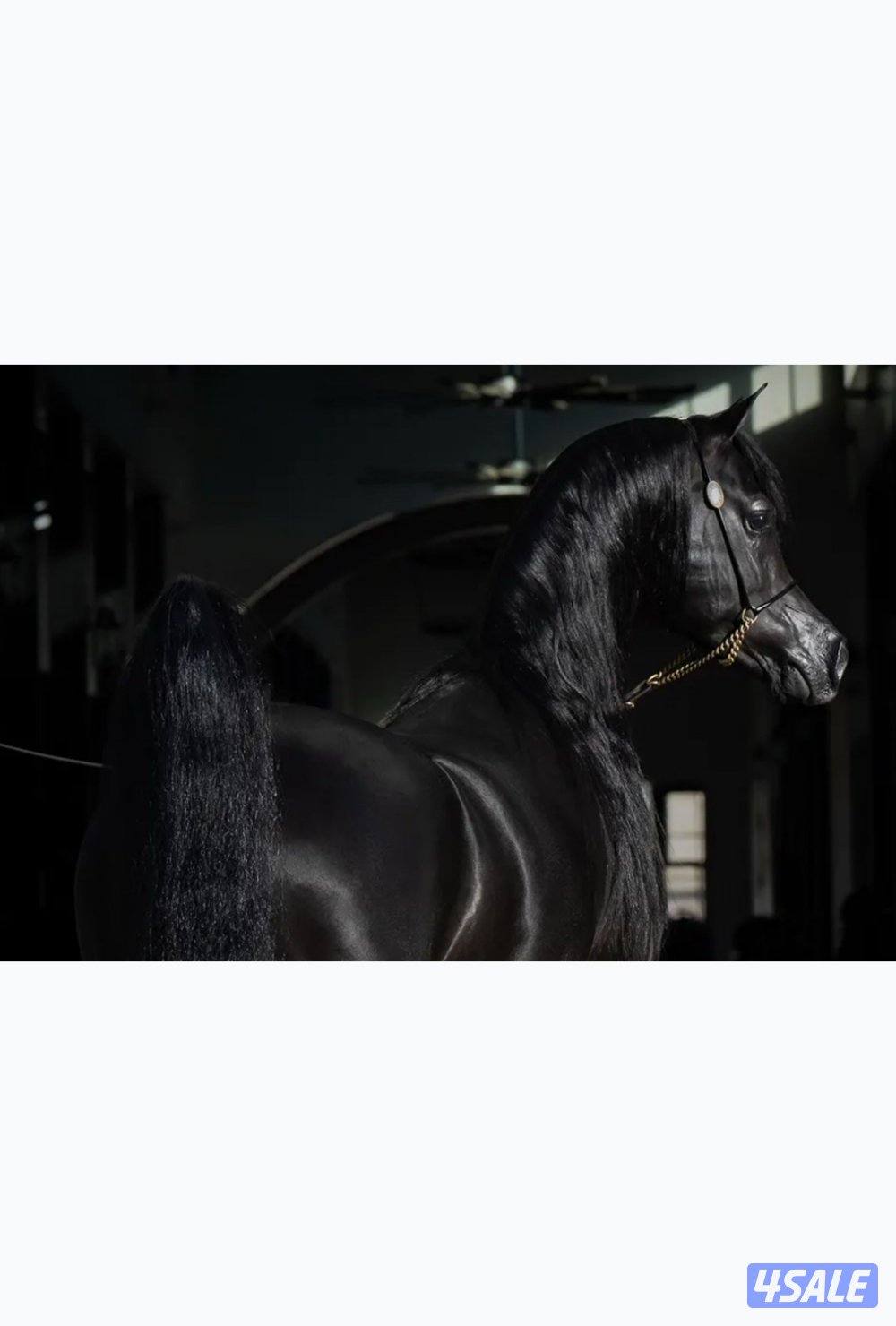 حصان أدهم فاخر ولد كوبرفيلد ينحدر من سلاله فاخرة من إنتاج مربط متخصص ف1