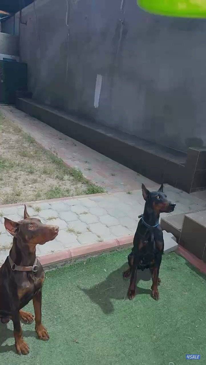 🔥دوبر مان مستوى فاخر🔥0