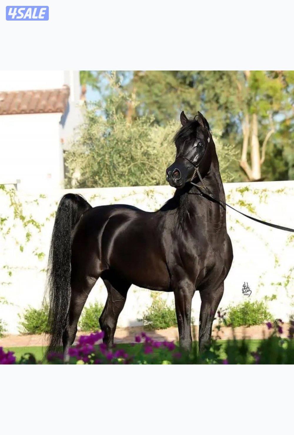 حصان أدهم فاخر ولد كوبرفيلد ينحدر من سلاله فاخرة من إنتاج مربط متخصص ف3