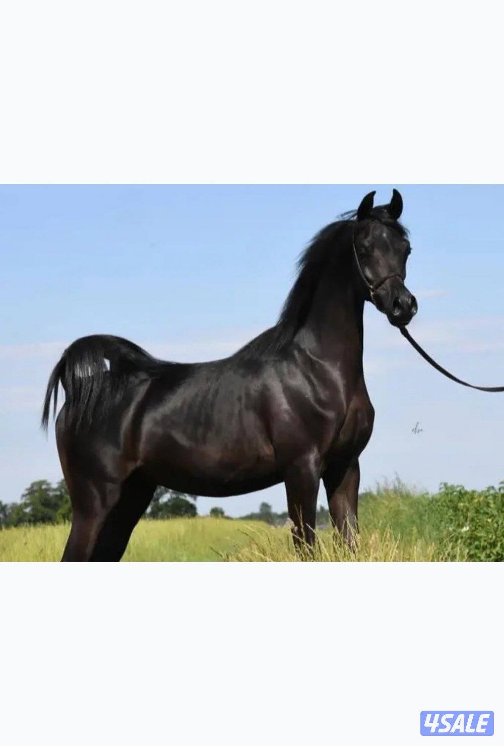 حصان أدهم فاخر ولد كوبرفيلد ينحدر من سلاله فاخرة من إنتاج مربط متخصص ف2