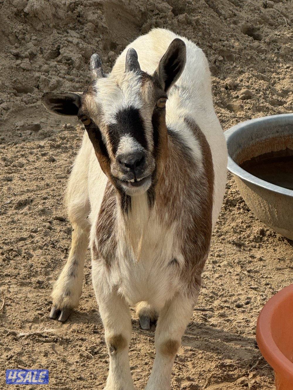 للبيع تيس ومعزتين چيكيات0