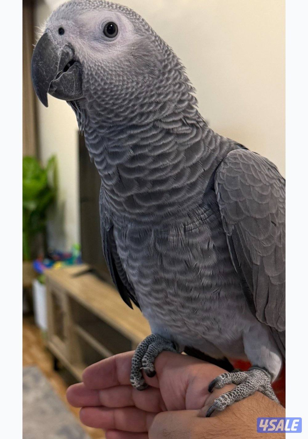 مطلوب كاسكو0