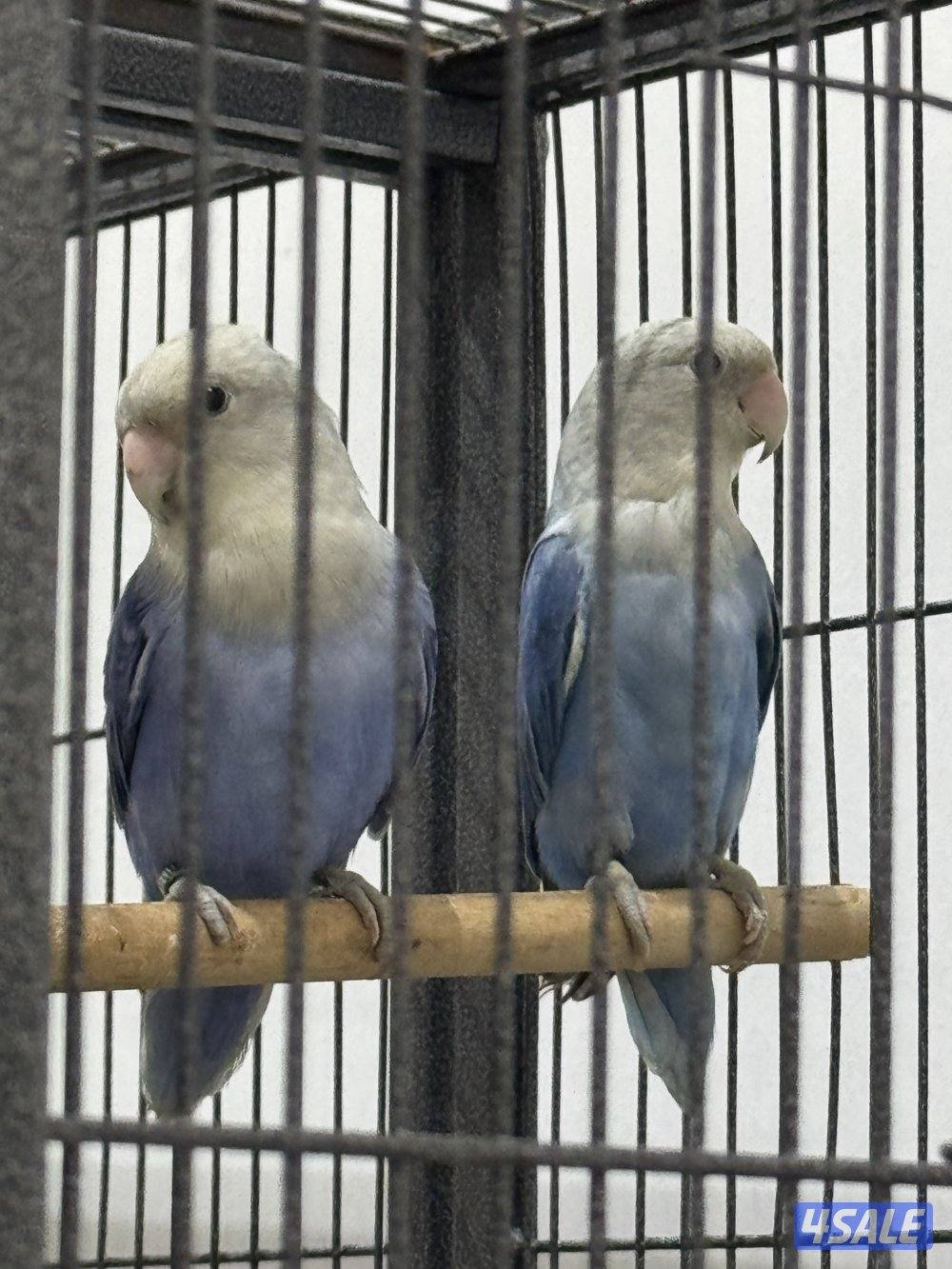 للبيع على ازواج لو بيرد شرط الانتاج1