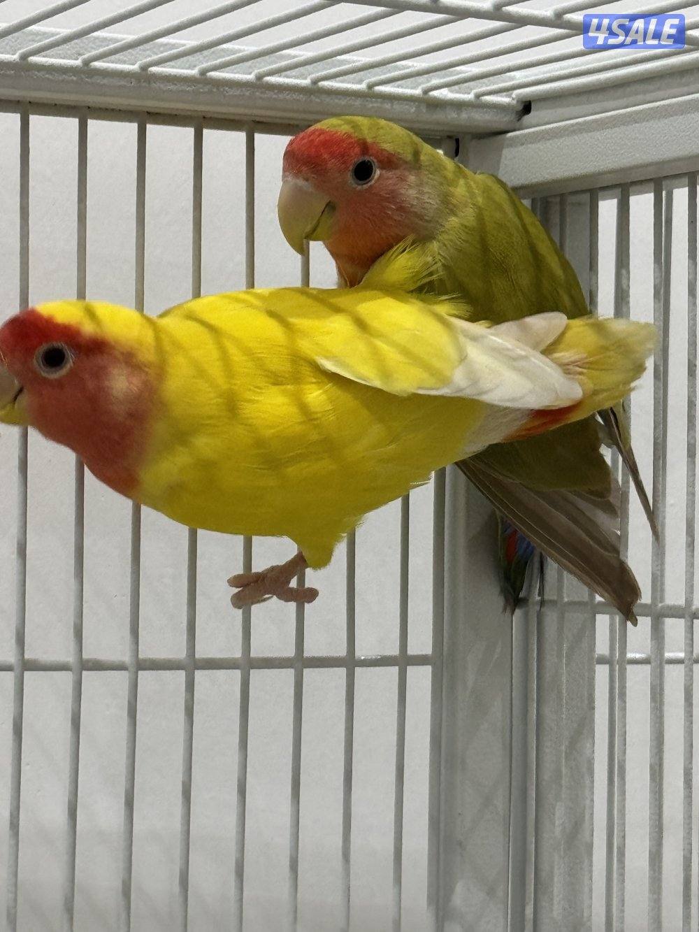 للبيع على ازواج لو بيرد شرط الانتاج2