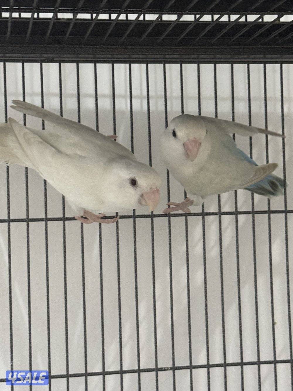 للبيع على ازواج لو بيرد شرط الانتاج3