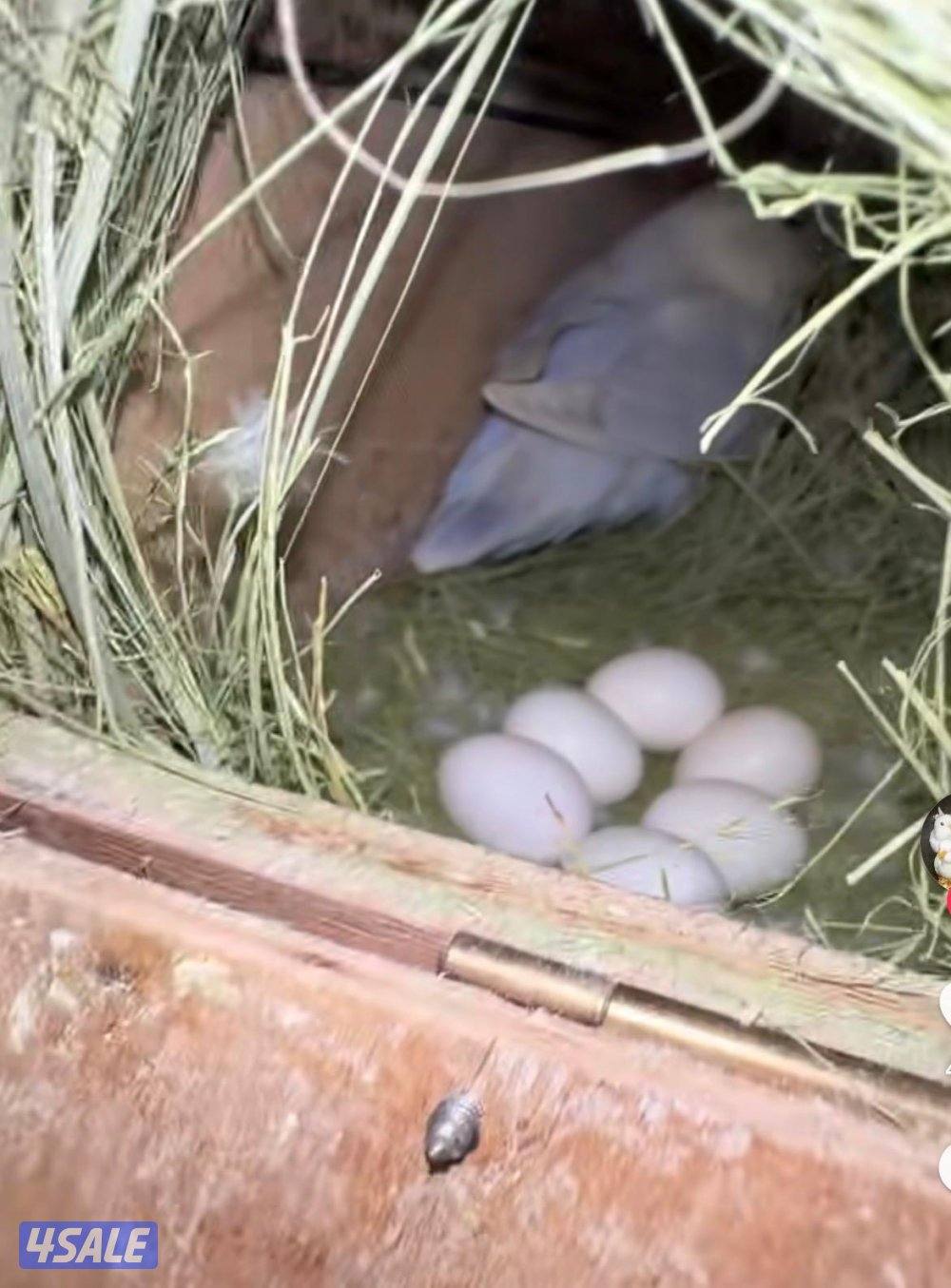 للبيع على ازواج لو بيرد شرط الانتاج5