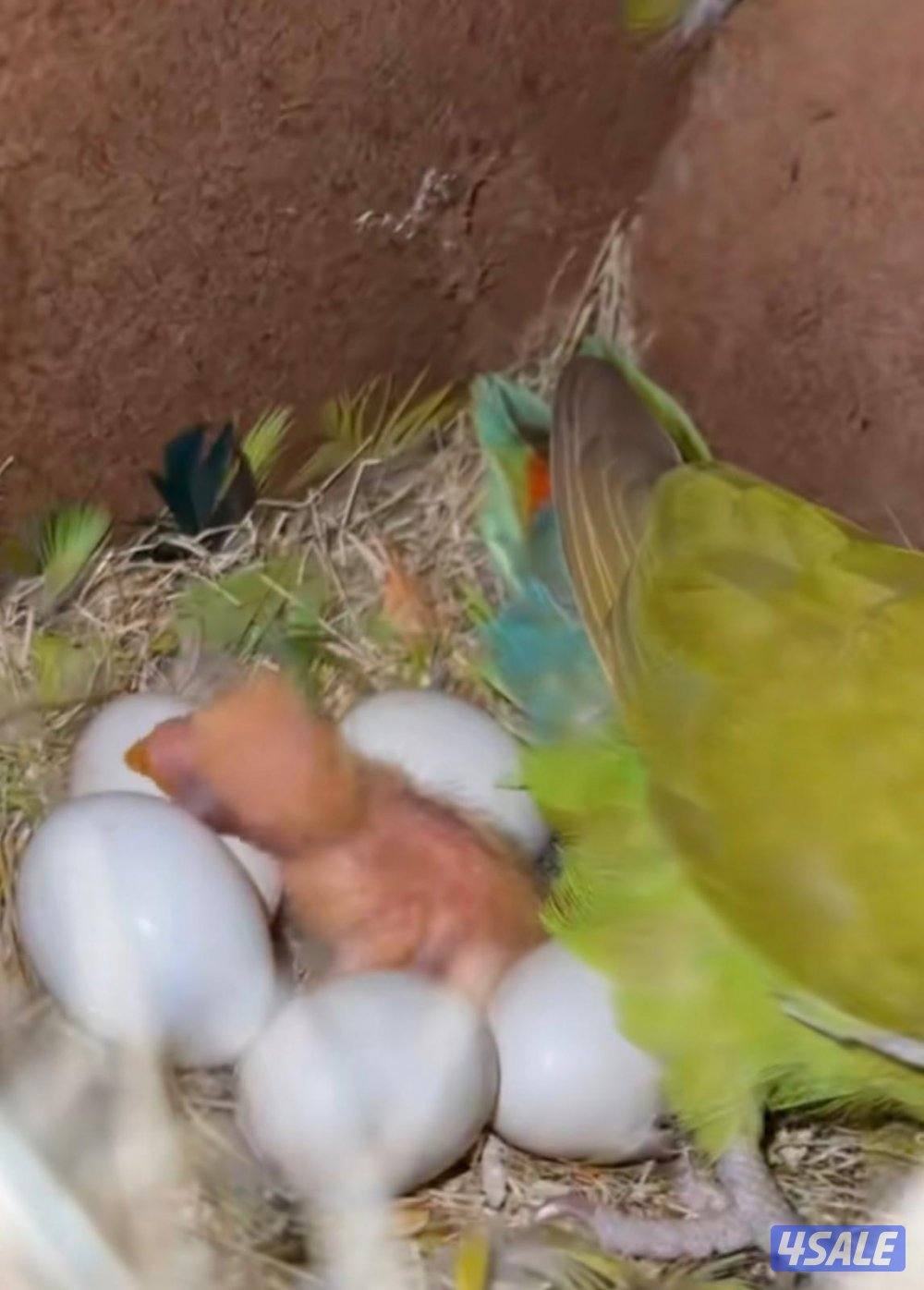 للبيع على ازواج لو بيرد شرط الانتاج4