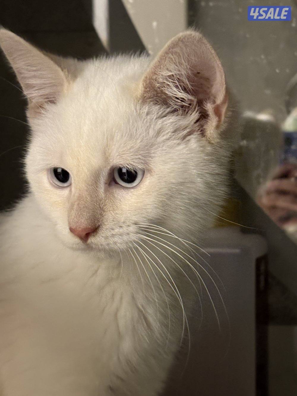 كتن ذكر بيور للبيع0