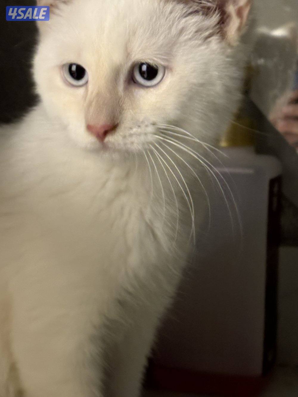 كتن ذكر بيور للبيع1