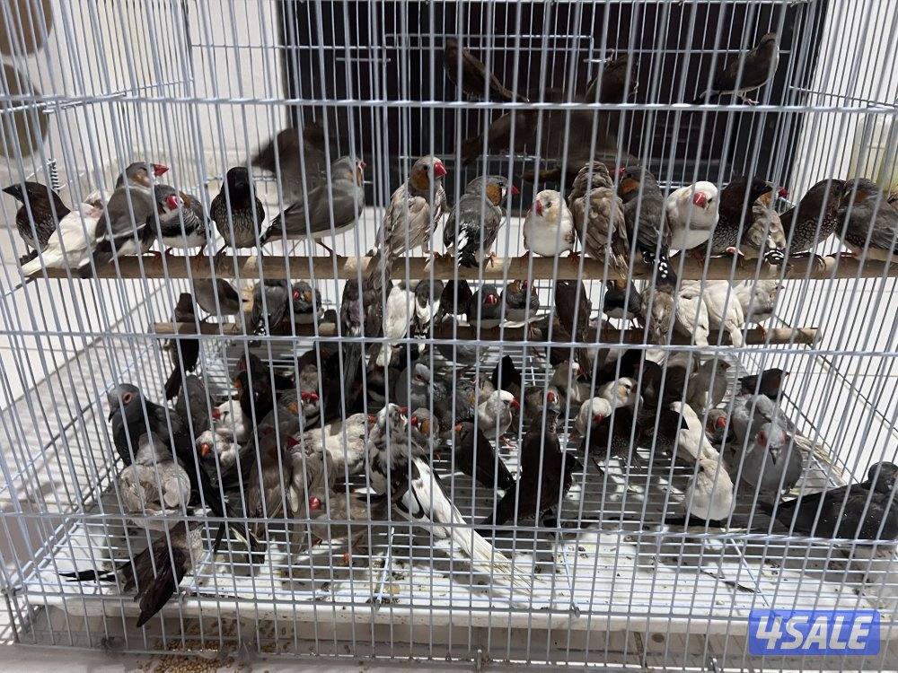 للبيع طيور محميه كلهم منتجين يوز الزيبر ٤ دنانير يوز الكروان ٤٠دينار0