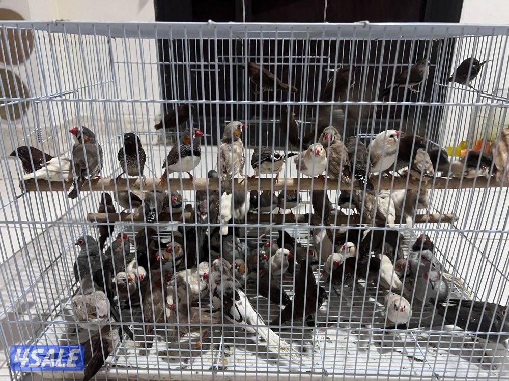 للبيع طيور محميه كلهم منتجين يوز الزيبر ٤ دنانير يوز الكروان ٤٠دينار1
