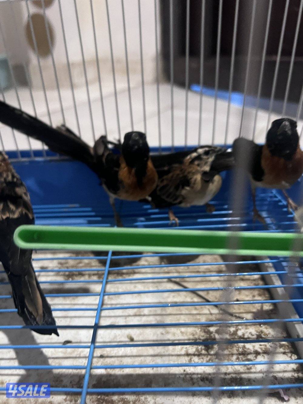 للبيع طيور محميه كلهم منتجين يوز الزيبر ٤ دنانير يوز الكروان ٤٠دينار2