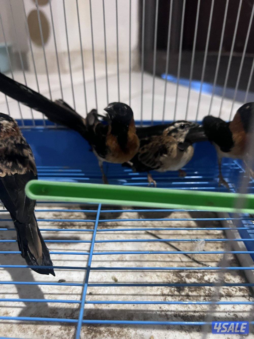 للبيع طيور محميه كلهم منتجين يوز الزيبر ٤ دنانير يوز الكروان ٤٠دينار3