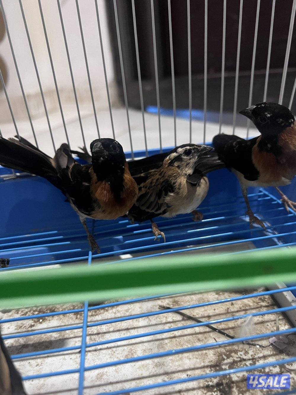 للبيع طيور محميه كلهم منتجين يوز الزيبر ٤ دنانير يوز الكروان ٤٠دينار4