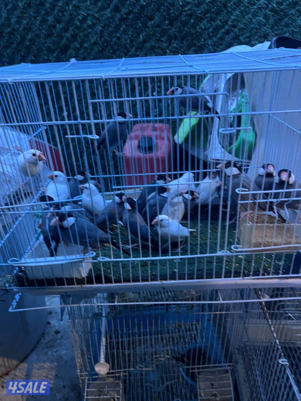 للبيع طيور محميه كلهم منتجين يوز الزيبر ٤ دنانير يوز الكروان ٤٠دينار5