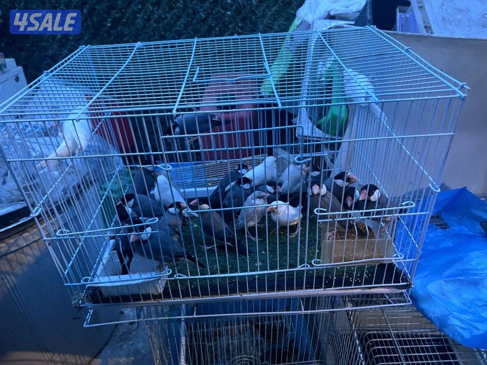 للبيع طيور محميه كلهم منتجين يوز الزيبر ٤ دنانير يوز الكروان ٤٠دينار6