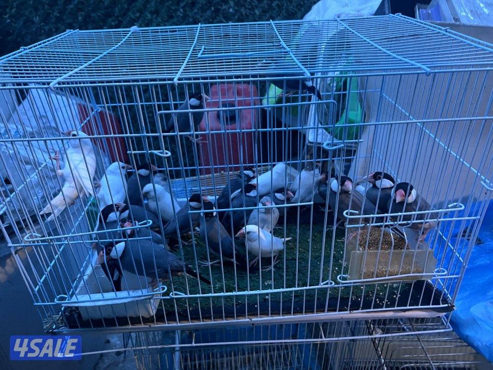 للبيع طيور محميه كلهم منتجين يوز الزيبر ٤ دنانير يوز الكروان ٤٠دينار7