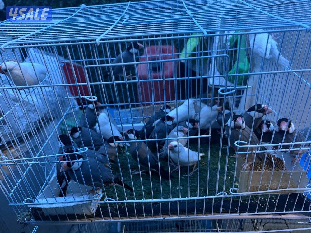 للبيع طيور محميه كلهم منتجين يوز الزيبر ٤ دنانير يوز الكروان ٤٠دينار8