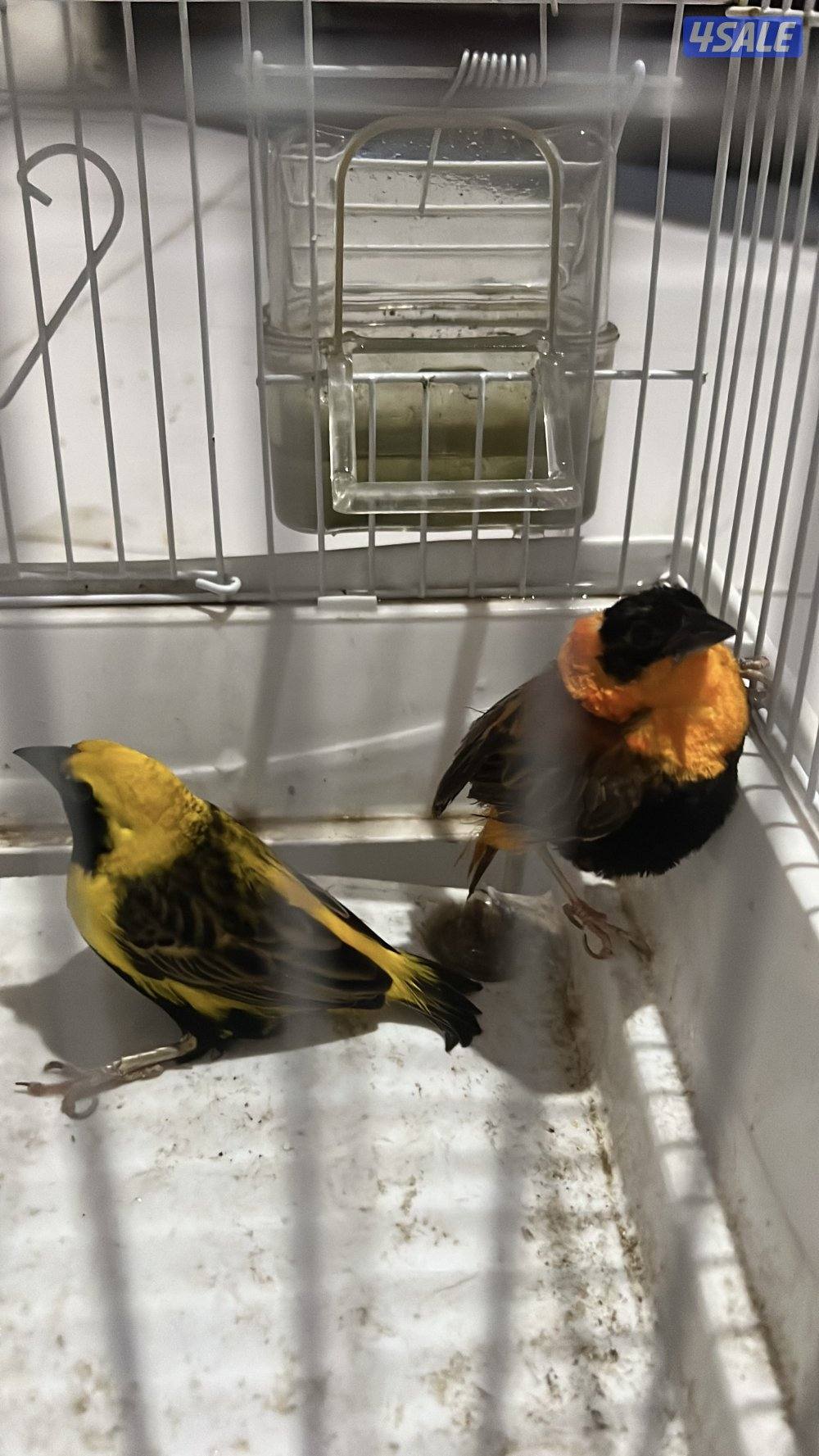 للبيع طيور محميه كلهم منتجين يوز الزيبر ٤ دنانير يوز الكروان ٤٠دينار9