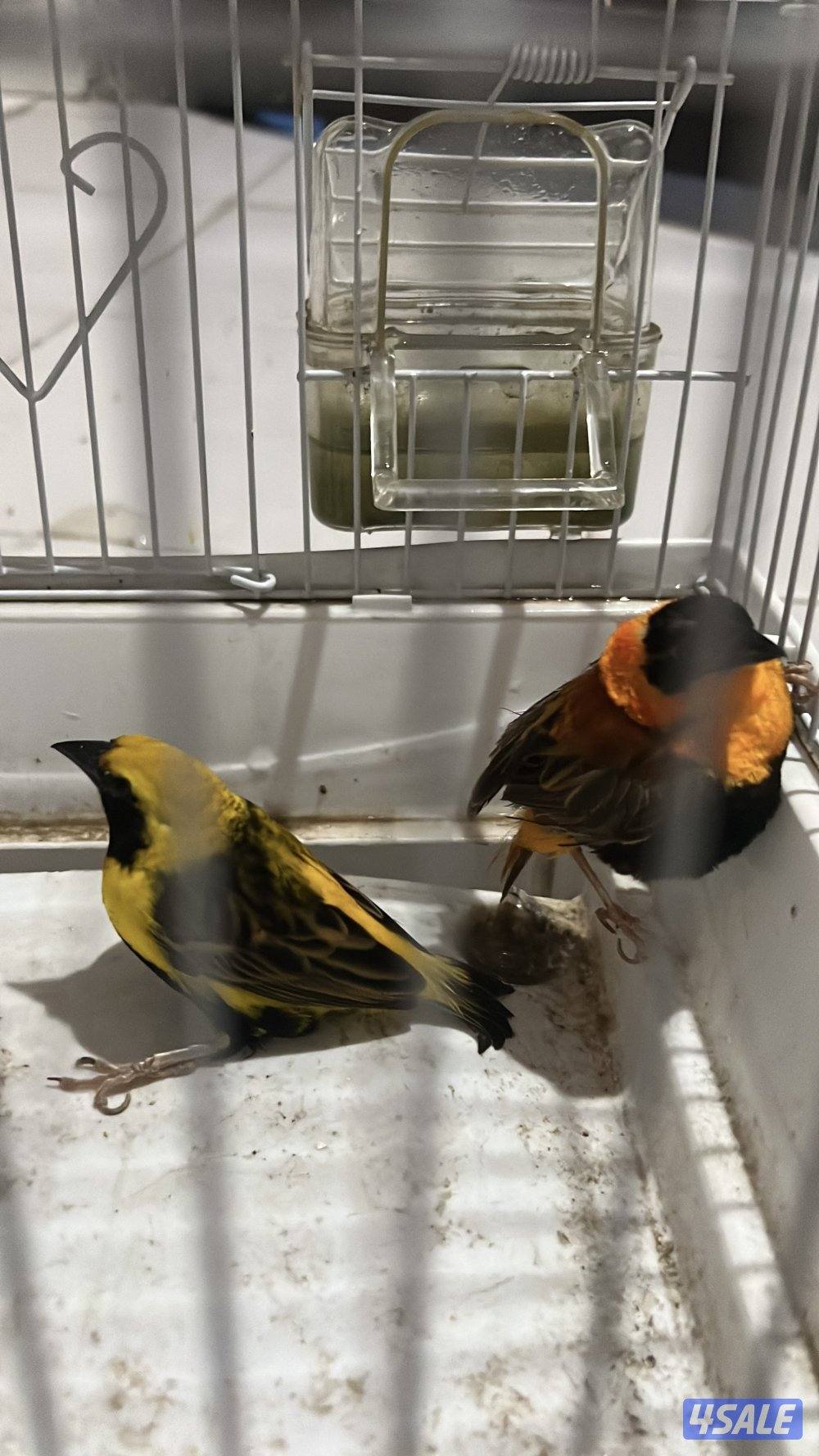 للبيع طيور محميه كلهم منتجين يوز الزيبر ٤ دنانير يوز الكروان ٤٠دينار10