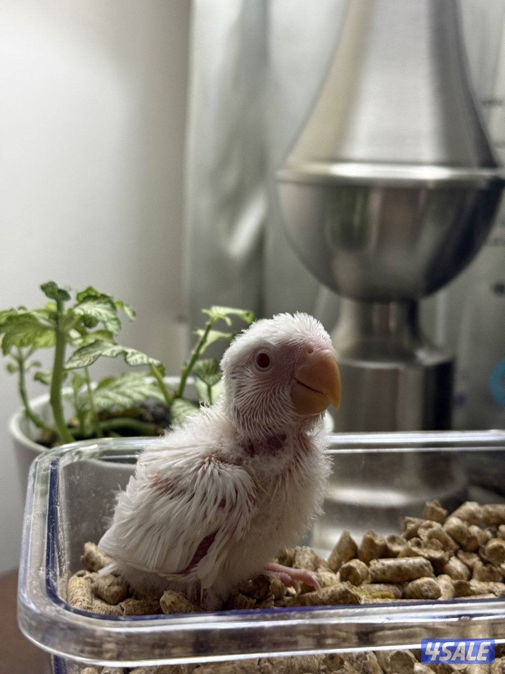 فروخ لوف بيرد البيييينو🤍1