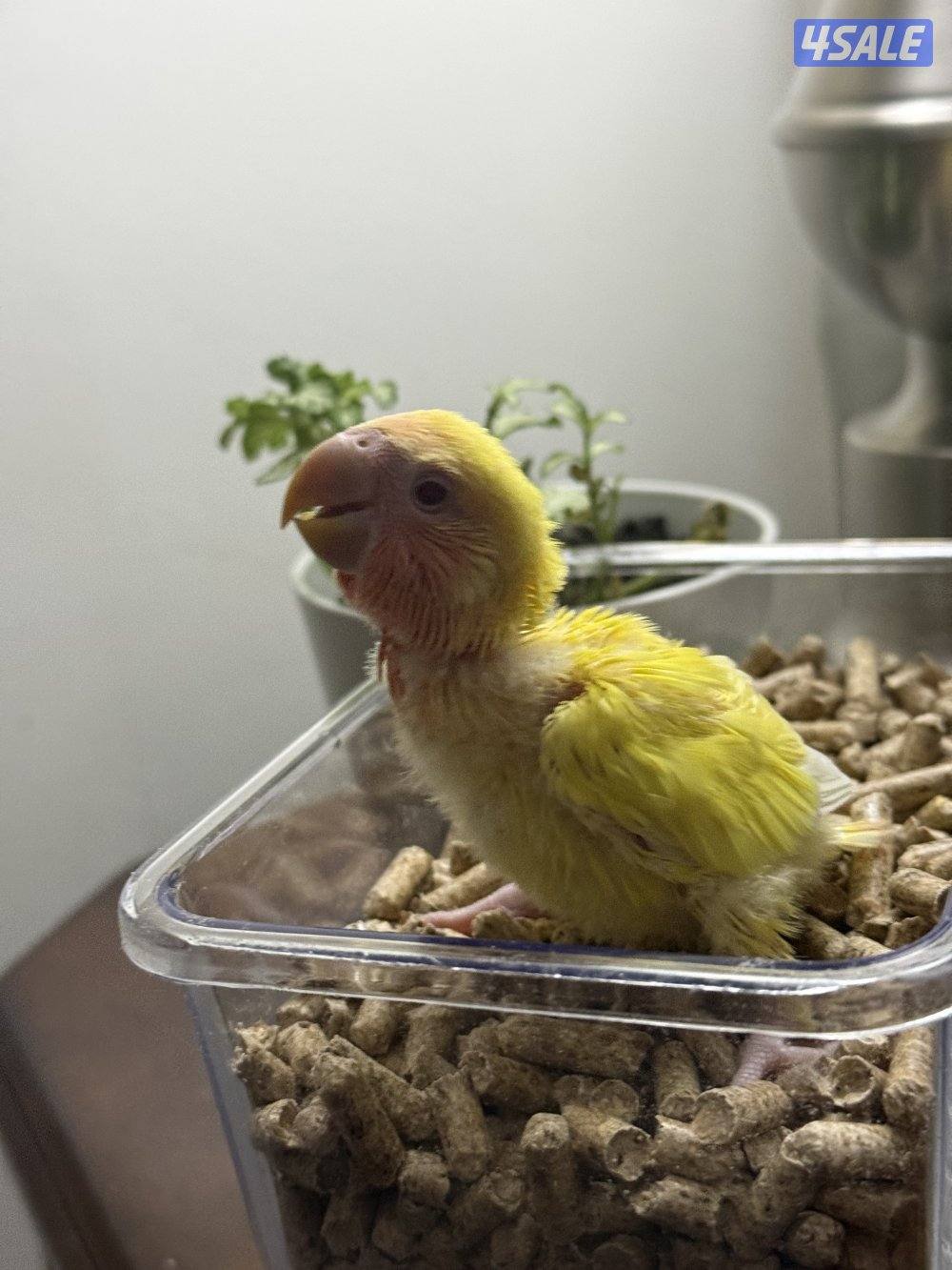 فروخ لوف بيرد البيييينو🤍2