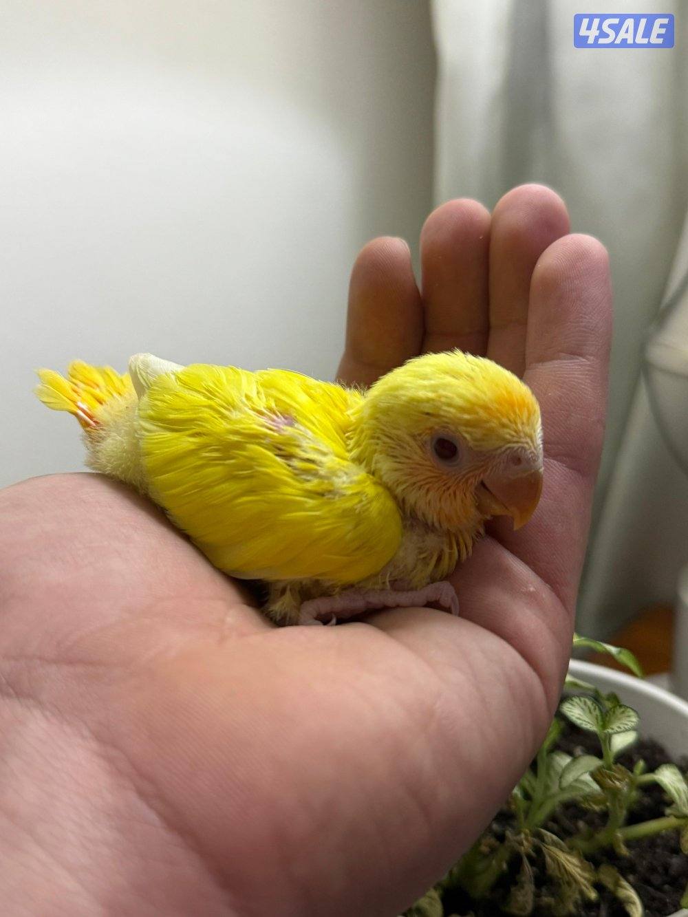 فروخ لوف بيرد البيييينو🤍3