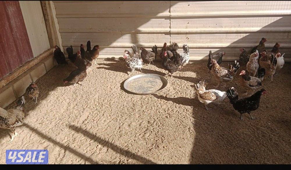 للبيع عربي قديم  بياضين جمله ٩دياجه ٣١ دجاجه على ٣0