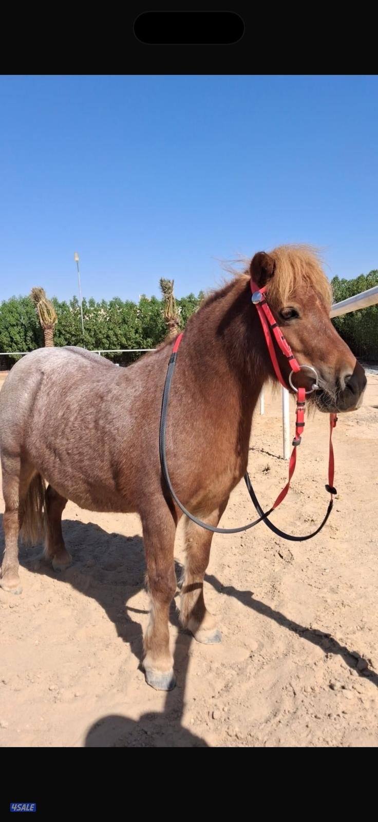 بونيه شرط السلم وهاديه جدا1