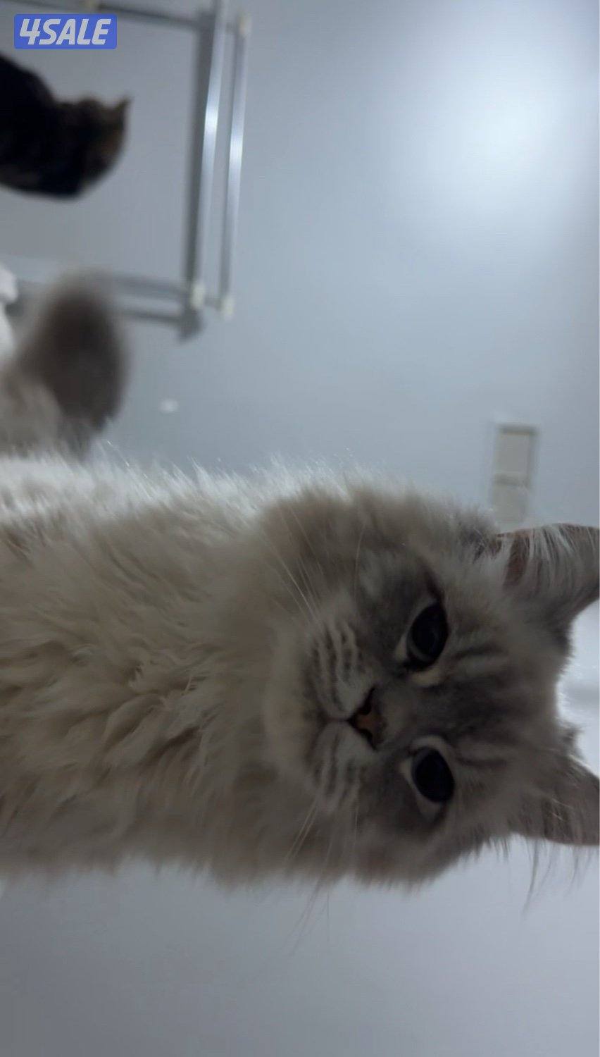 قطط للتبني0