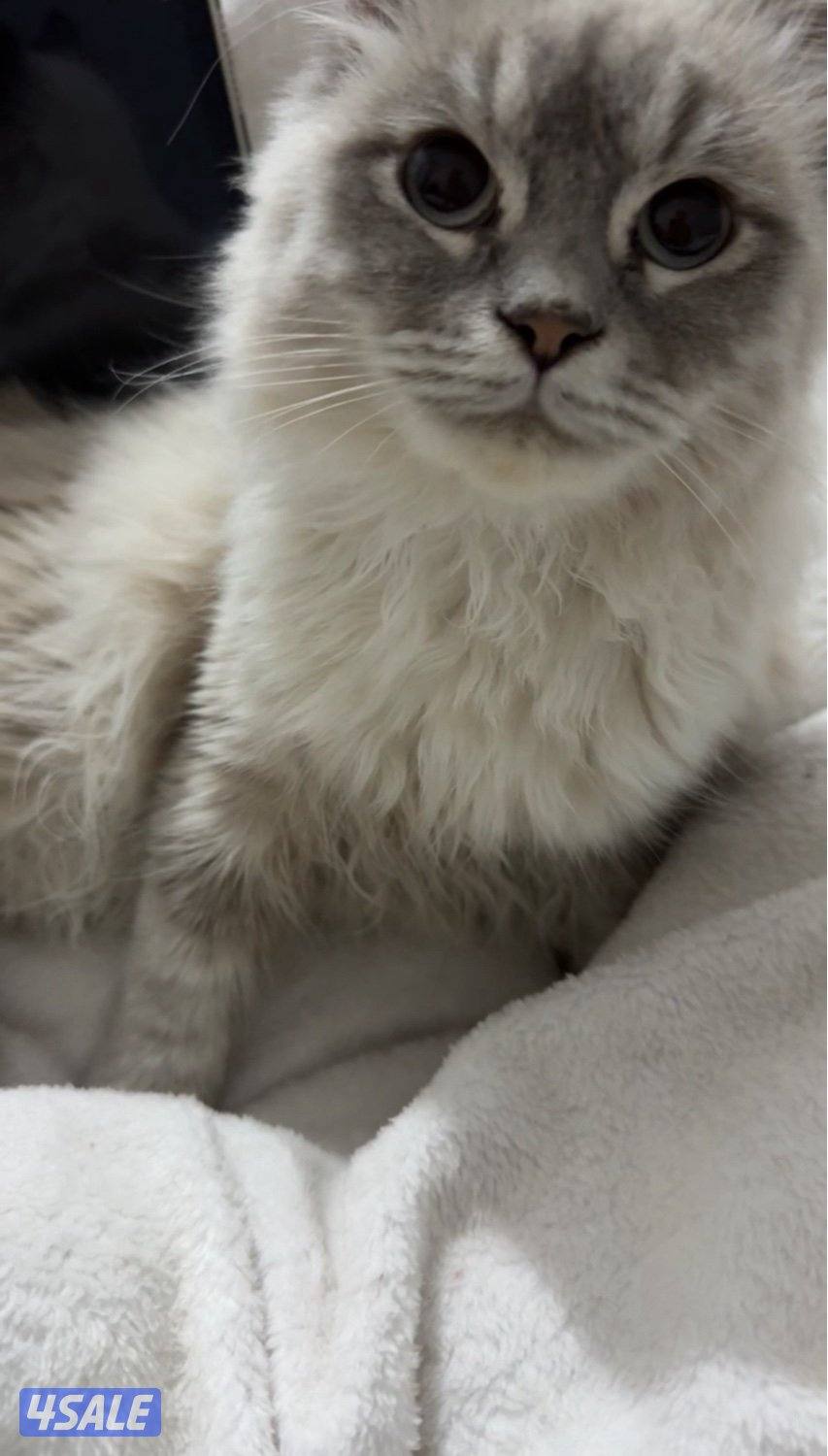 قطط للتبني1