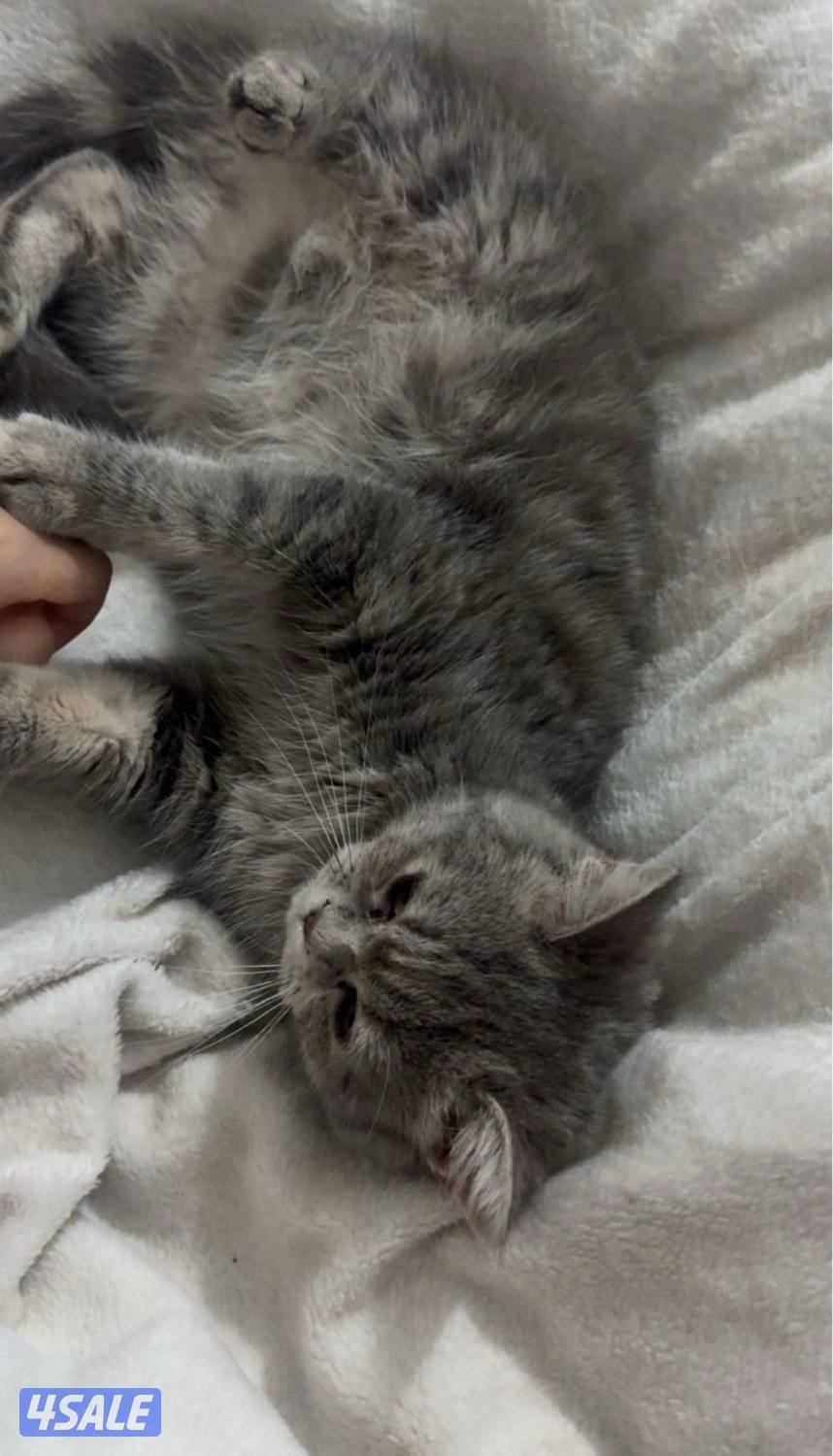 قطط للتبني2