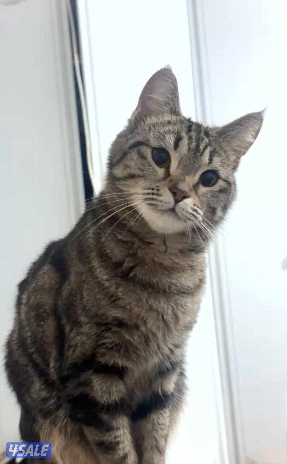 قطط للتبني4