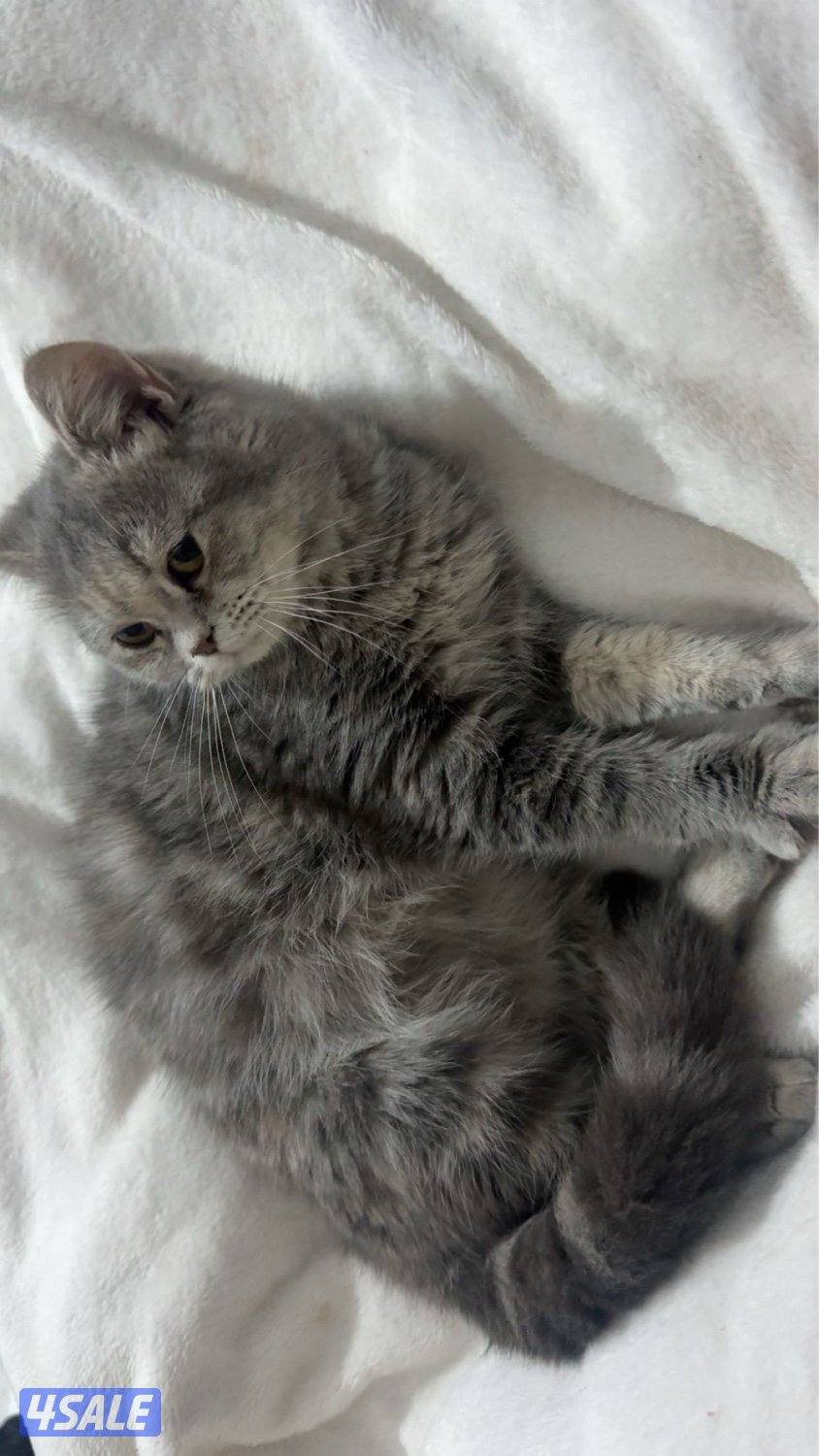 قطط للتبني3