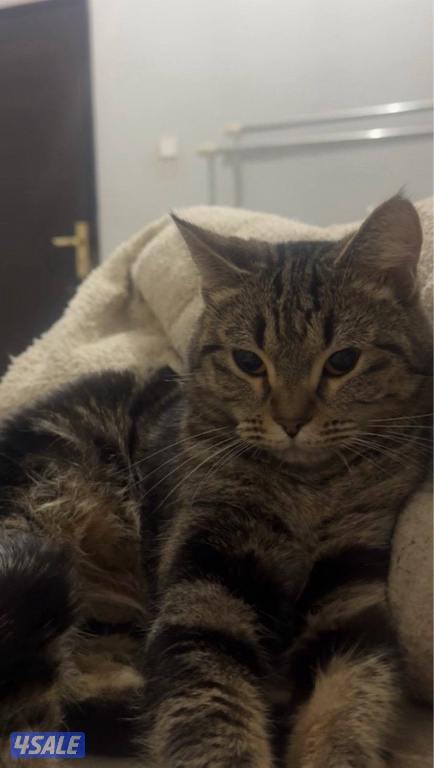 قطط للتبني5