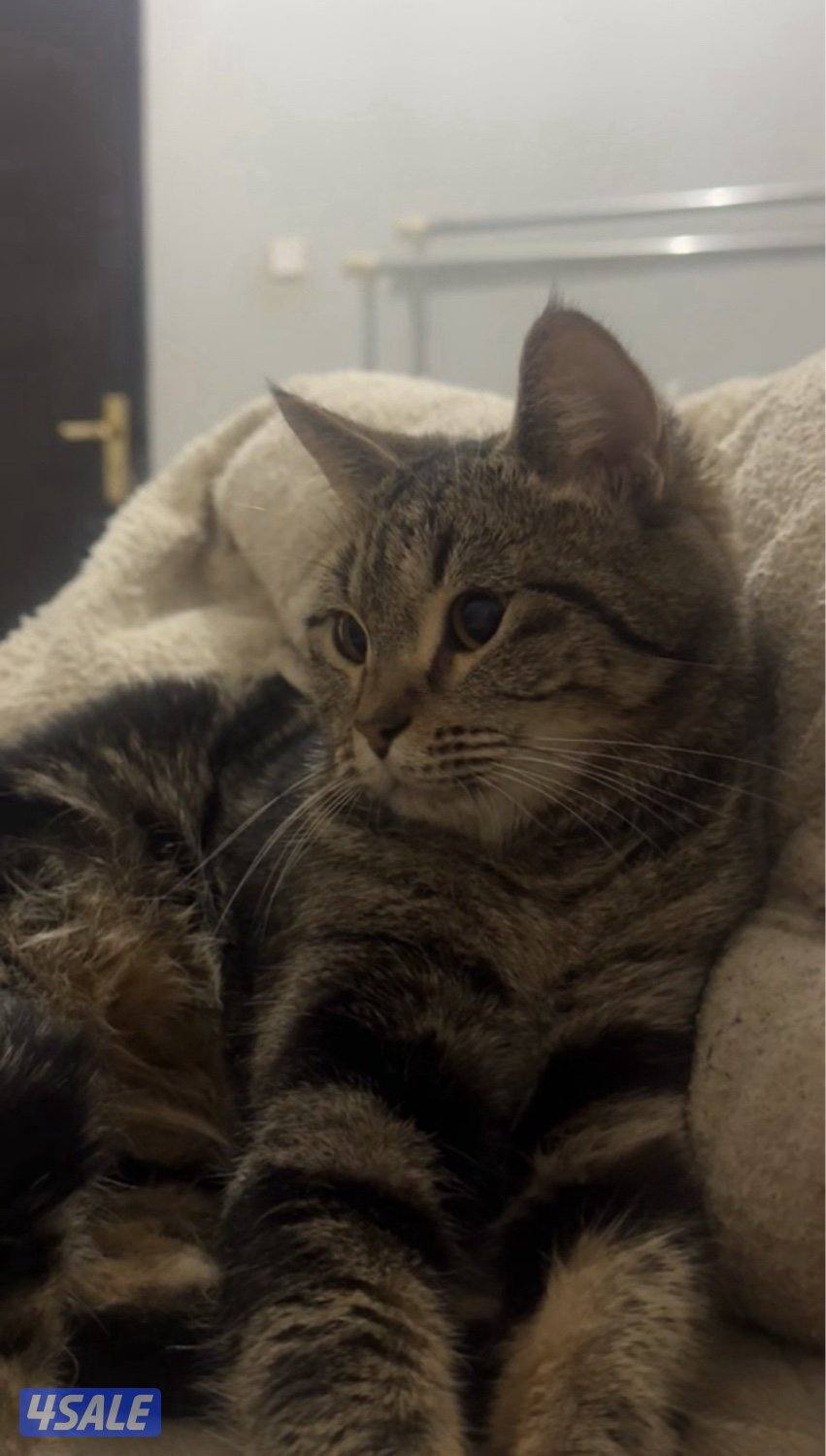 قطط للتبني6