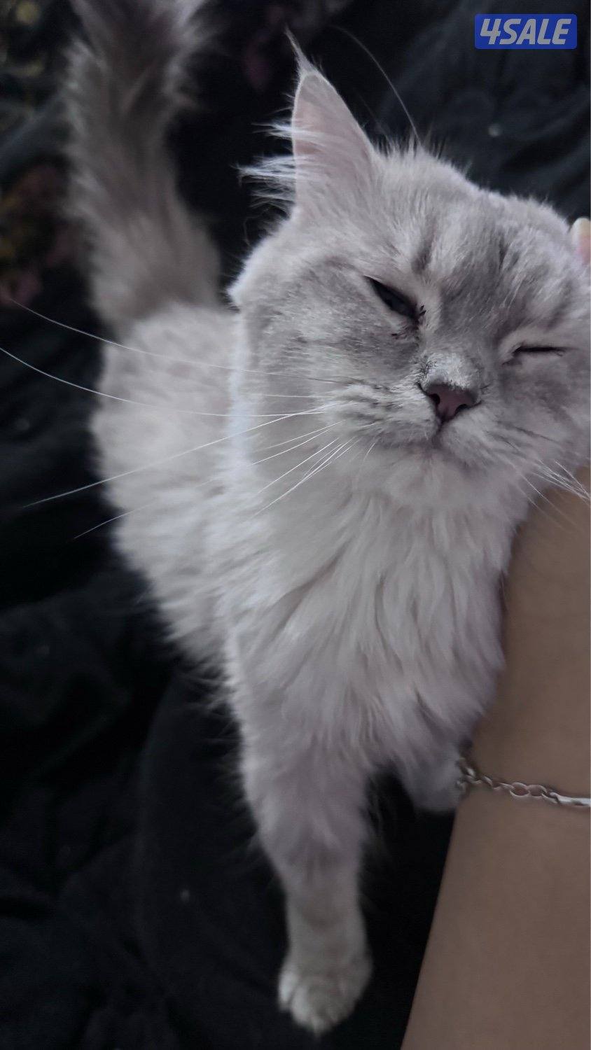 قطط للتبني8