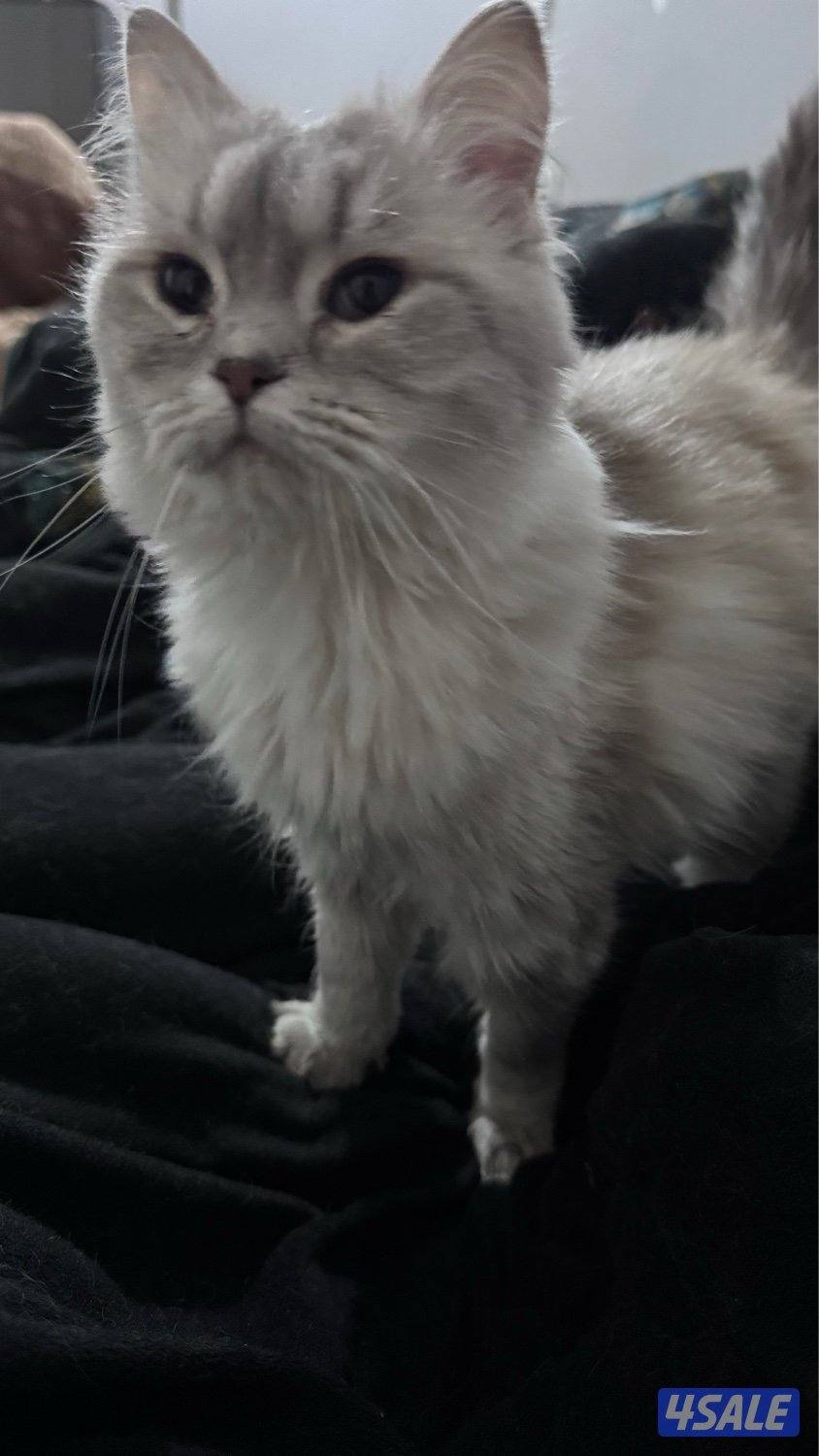 قطط للتبني7