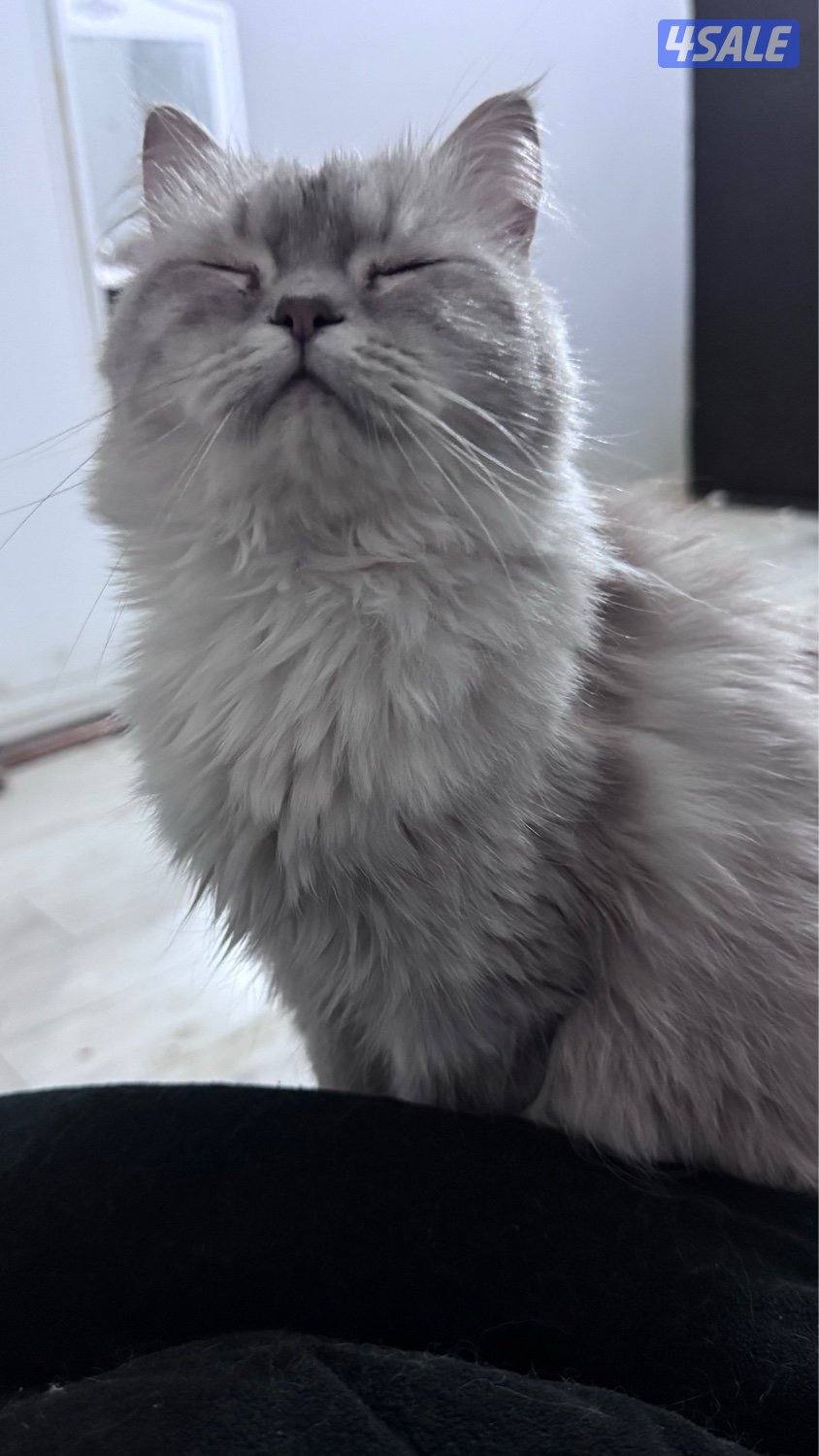 قطط للتبني9