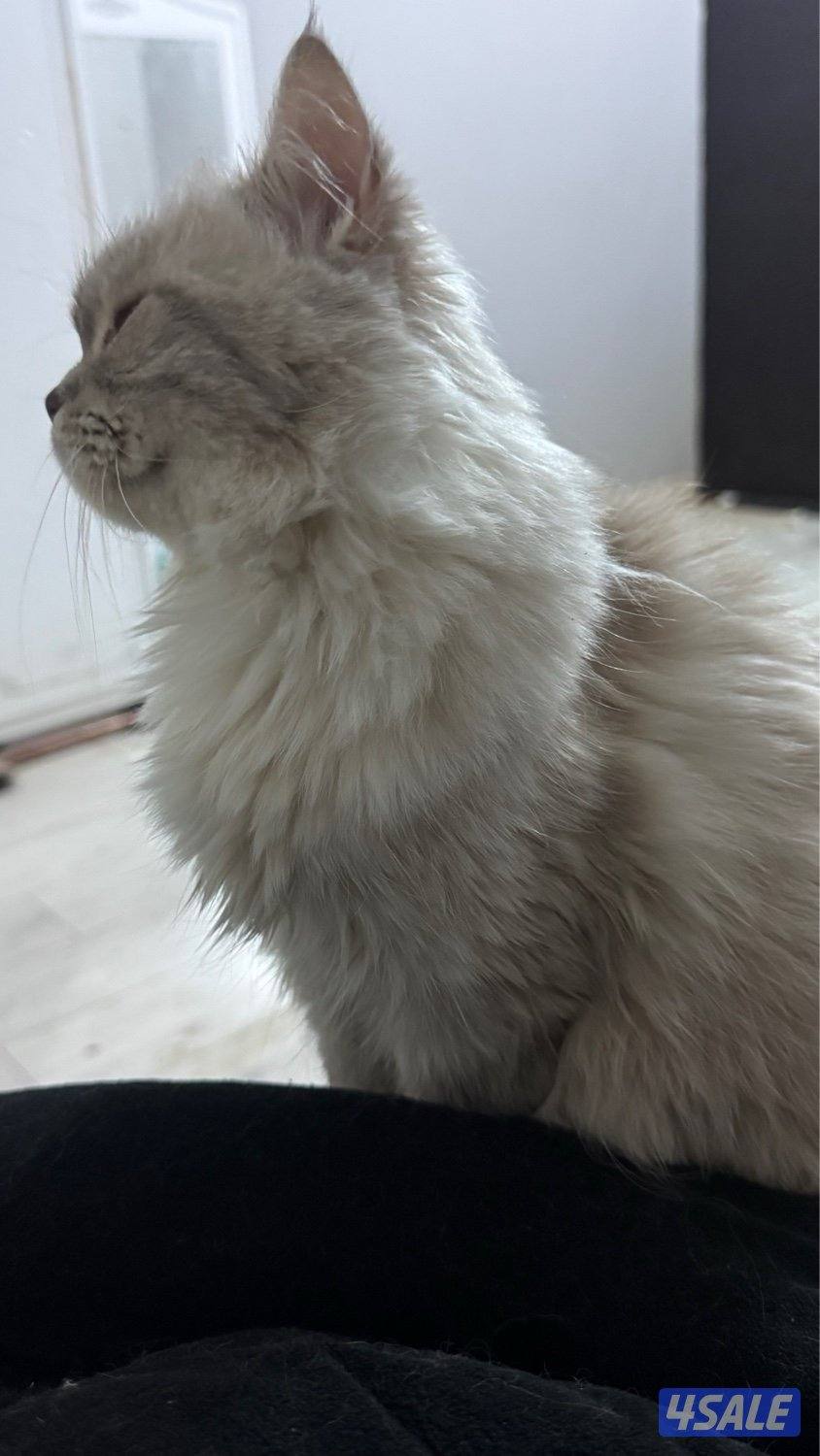 قطط للتبني10