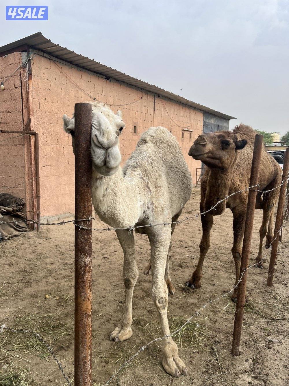 للبيع قعود وناقه المكان الوفره0