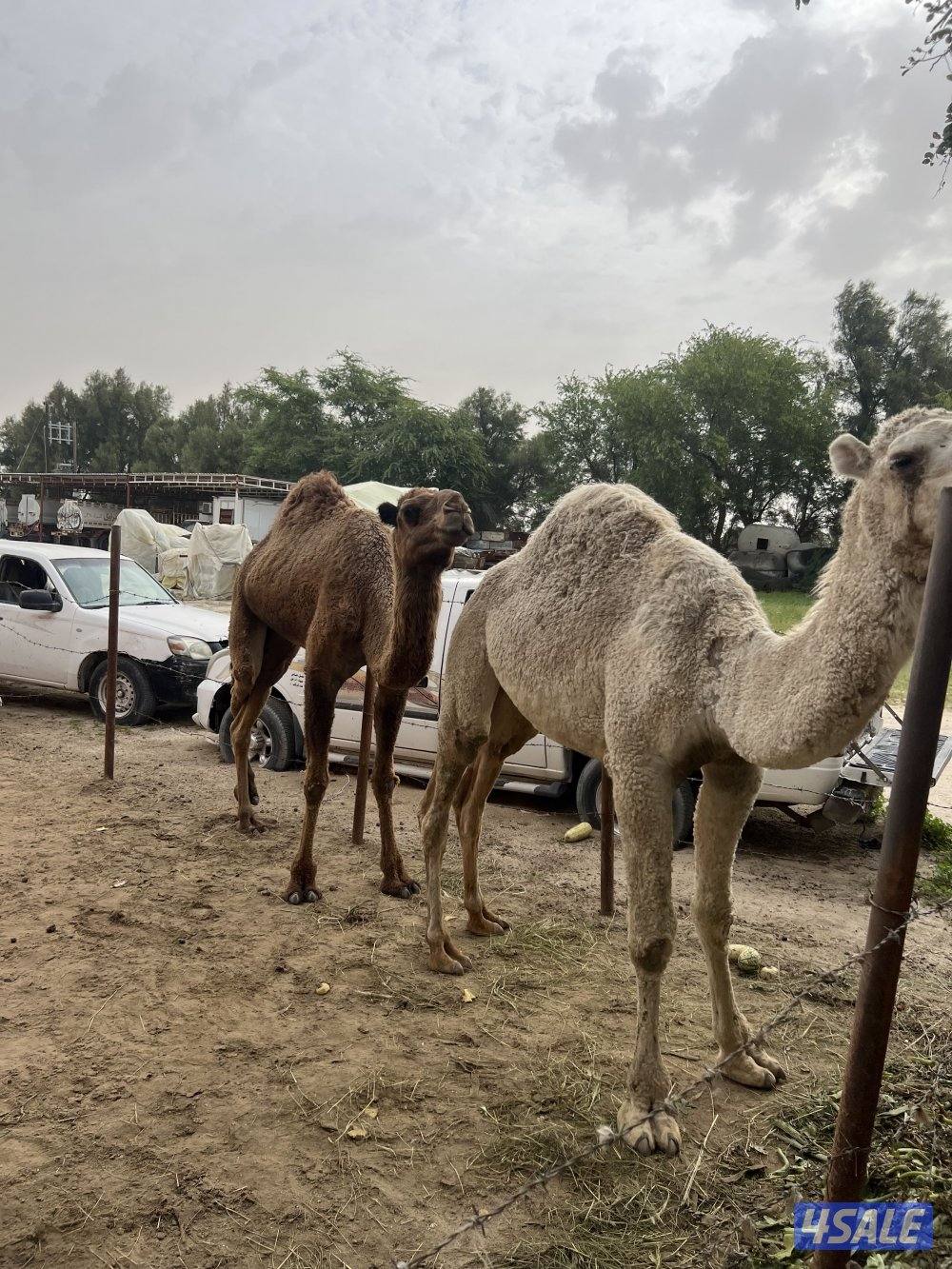 للبيع قعود وناقه المكان الوفره1