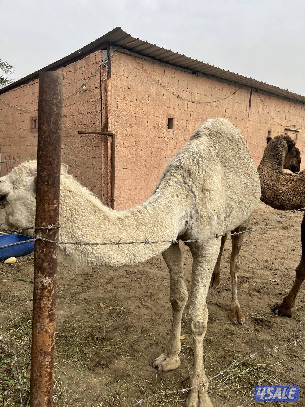 للبيع قعود وناقه المكان الوفره2