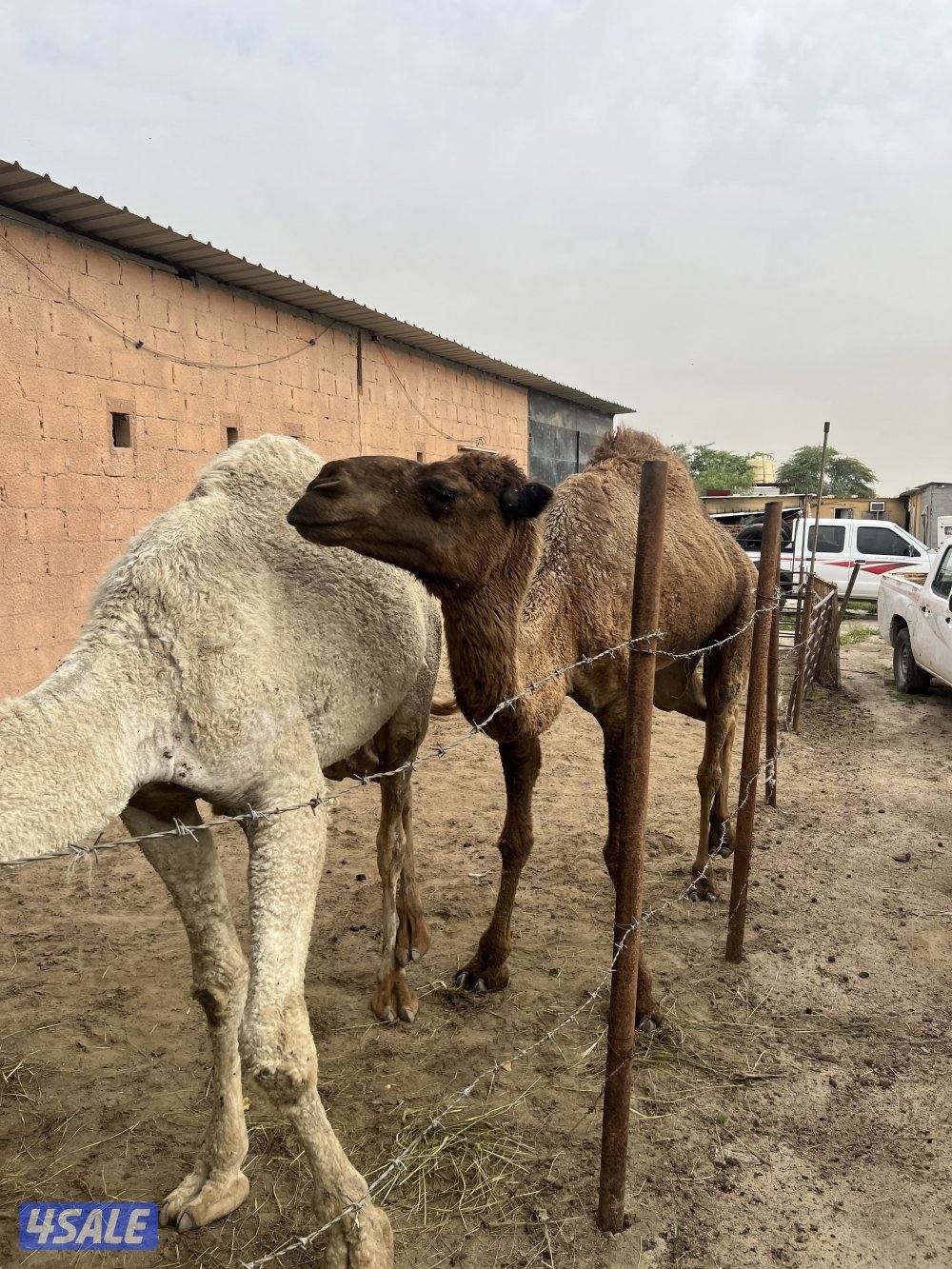 للبيع قعود وناقه المكان الوفره3